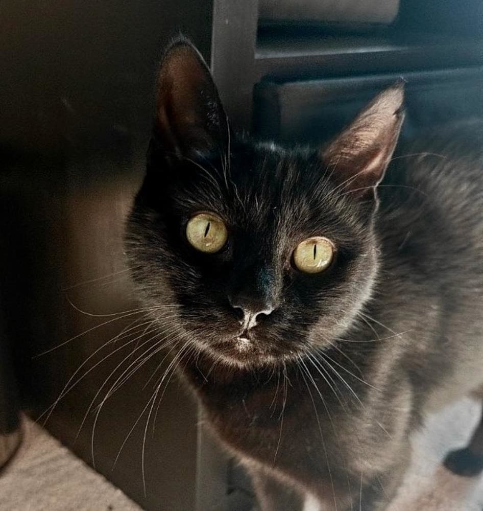 Lucky — Domestic Cat