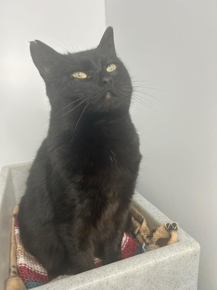 Petunia — Domestic Cat