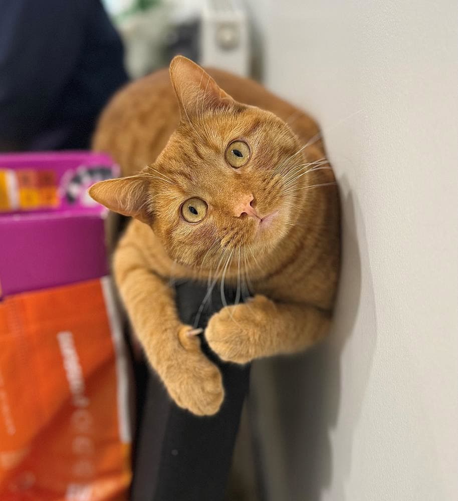 Brady — Domestic Cat