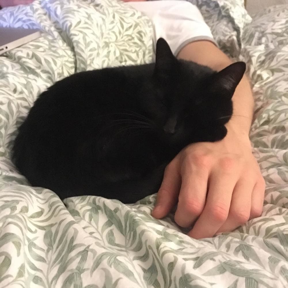 Ruby — Domestic Cat