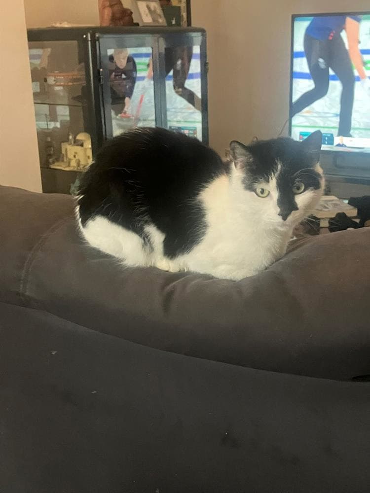 Patch — Domestic Cat