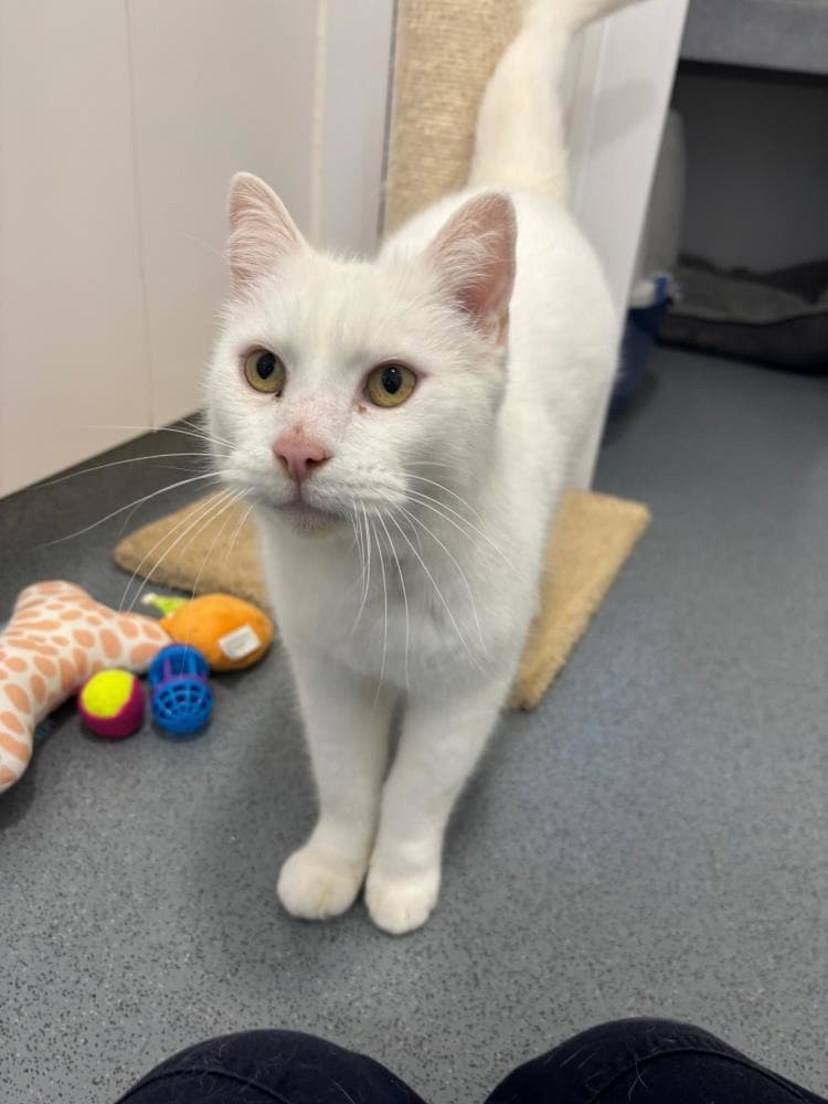 Tuppie — Domestic Cat