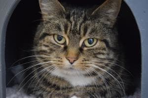 Tigger — Domestic Cat