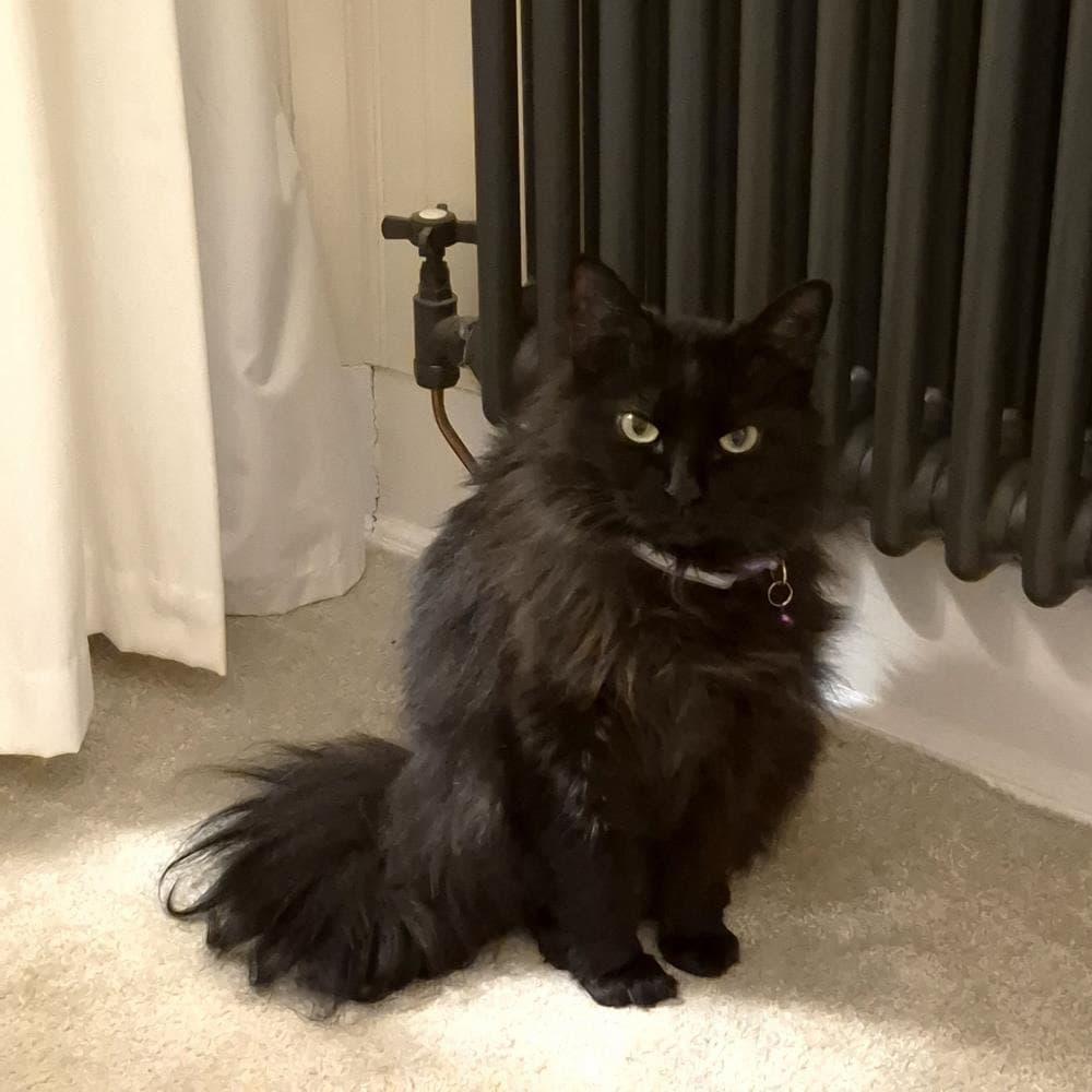 Onyx — Domestic Cat