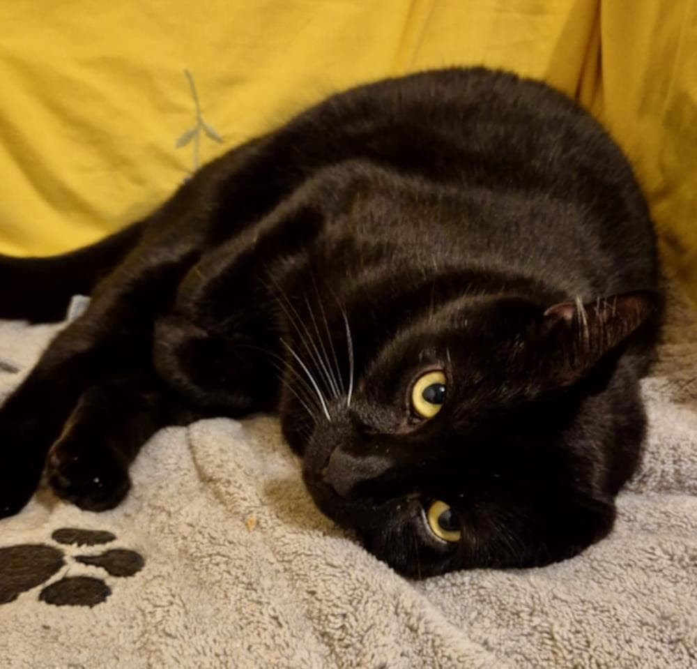 Dusty — Domestic Cat