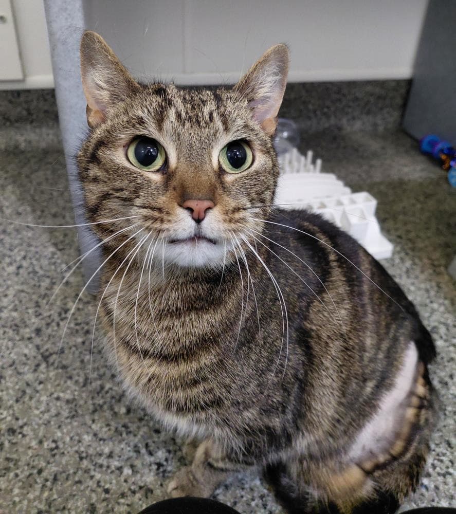 Sweap — Domestic Cat