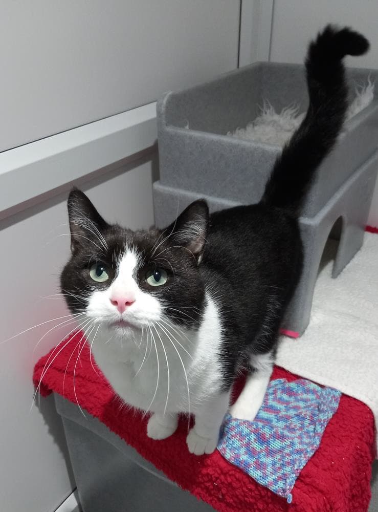 Robbie — Domestic Cat