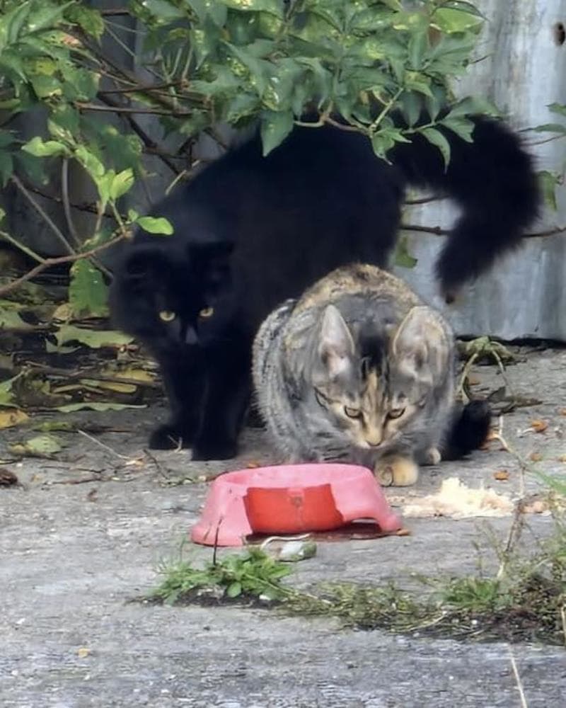 Feral cats — Domestic Cat
