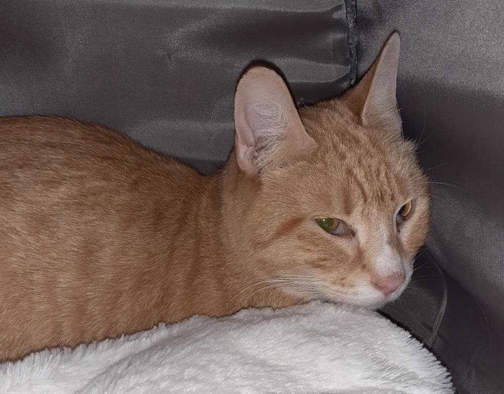 Rodney — Domestic Cat