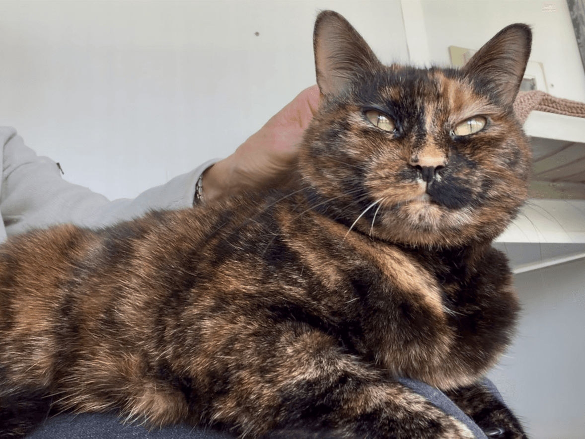 Ruby — Domestic Cat