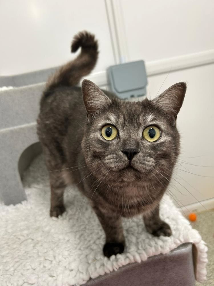 Milo — Domestic Cat