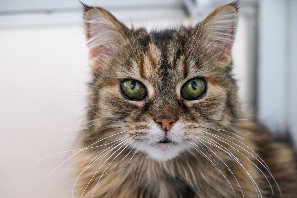 Spell PAIR — Domestic Cat