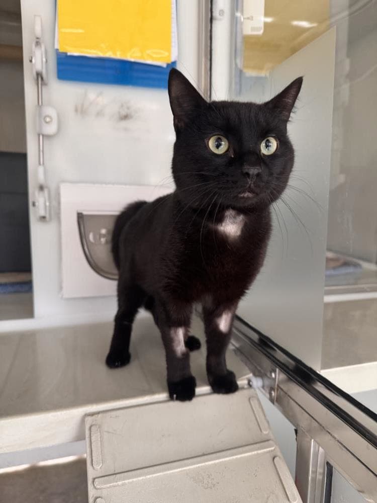 Shylow — Domestic Cat