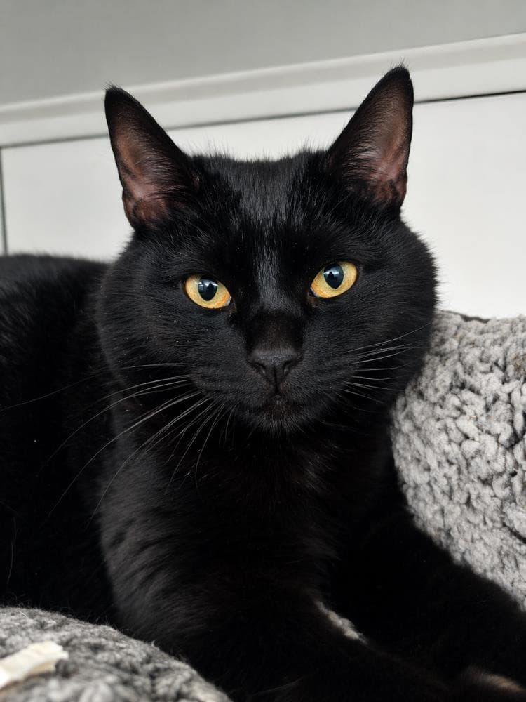 Phoebe — Domestic Cat