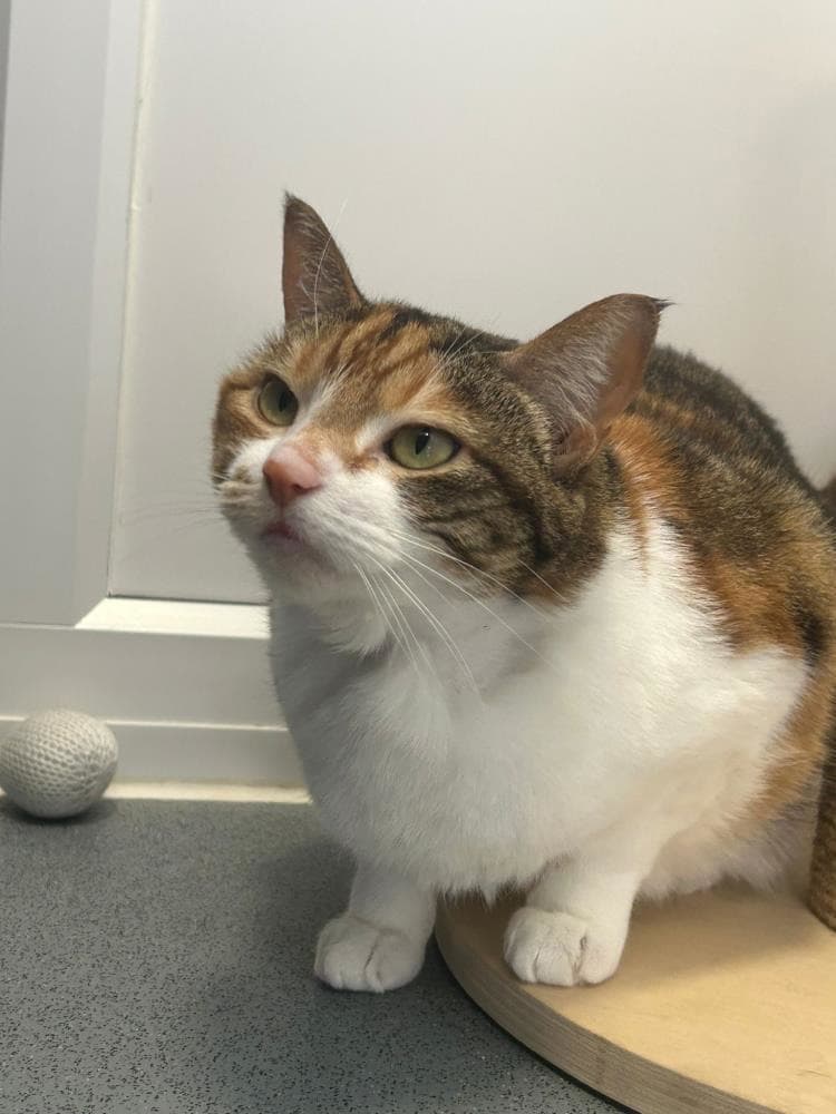 Betty — Domestic Cat