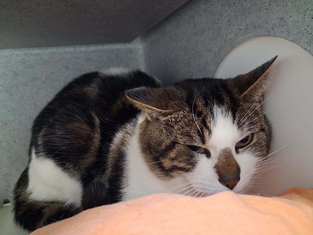 Fudge — Domestic Cat