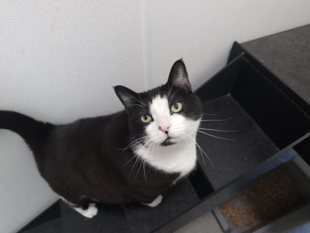 Barry and Theodore — Domestic Cat