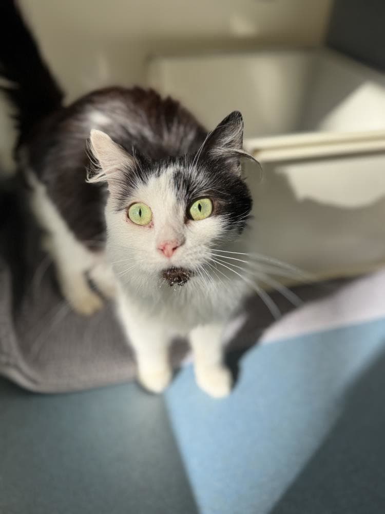 Helvetica — Domestic Cat