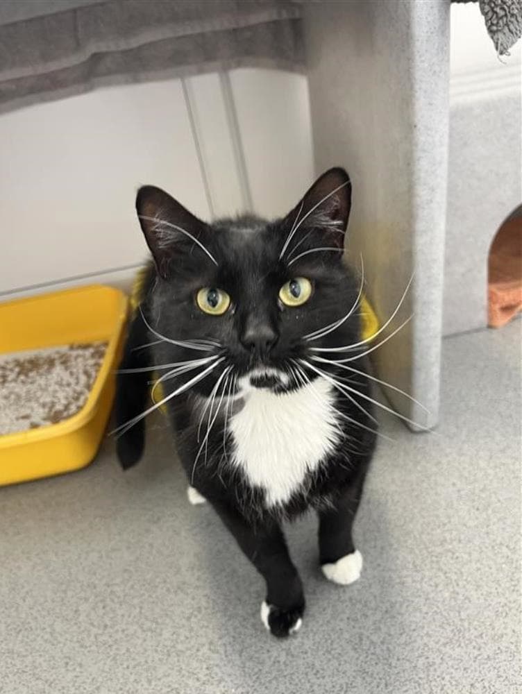 Pop — Domestic Cat