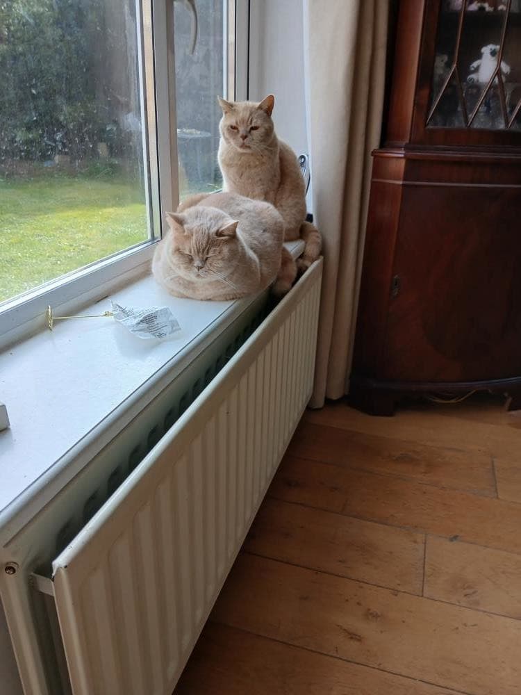 Arthur — Domestic Cat