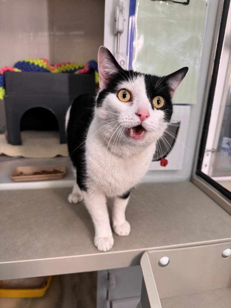 Tyson — Domestic Cat