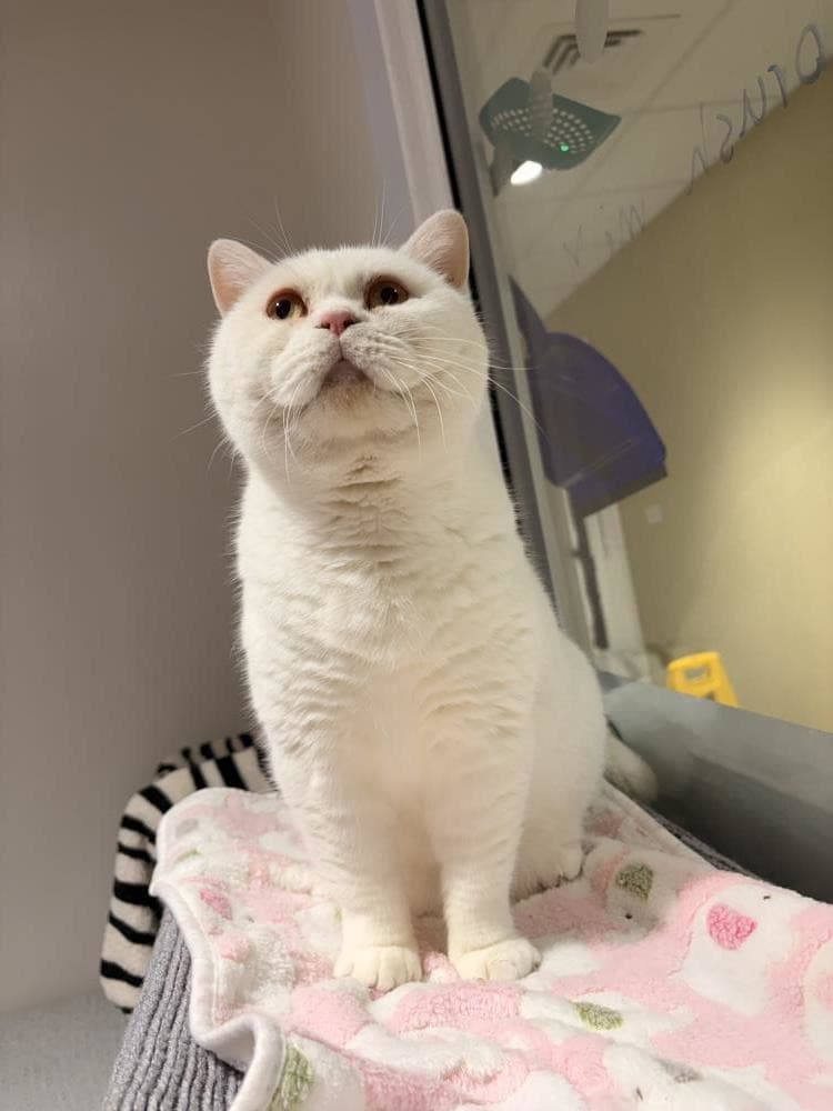 Hamish — Domestic Cat