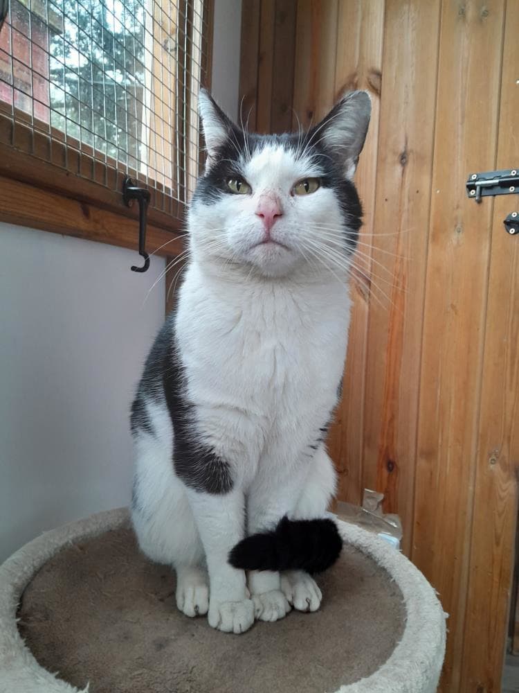 Sylvester — Domestic Cat