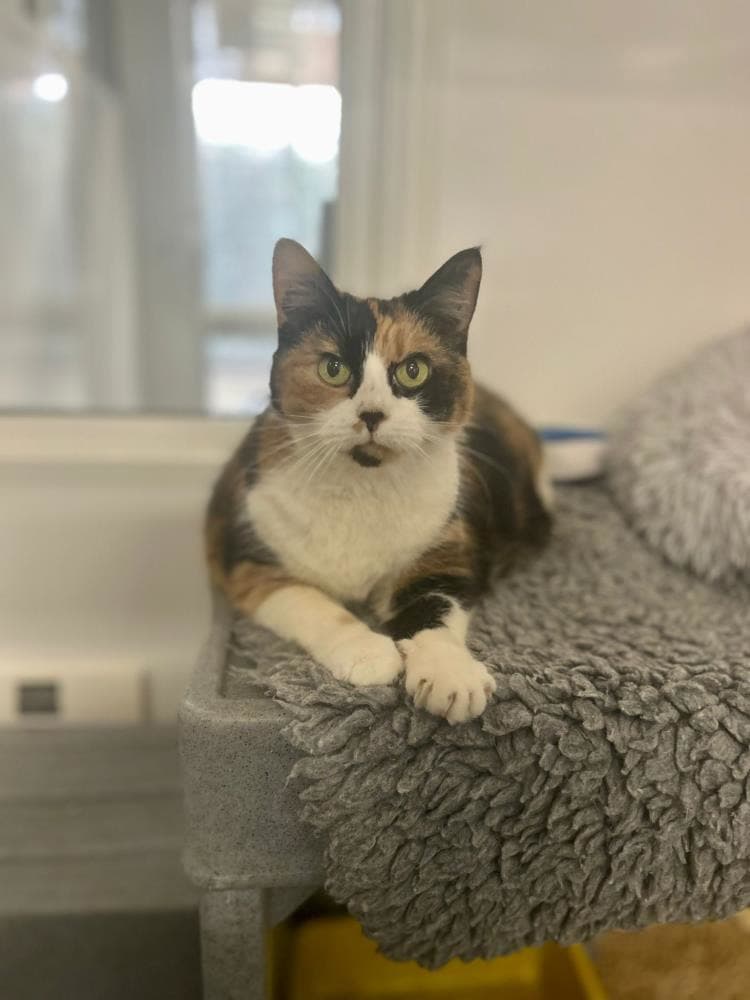 Pepper — Domestic Cat