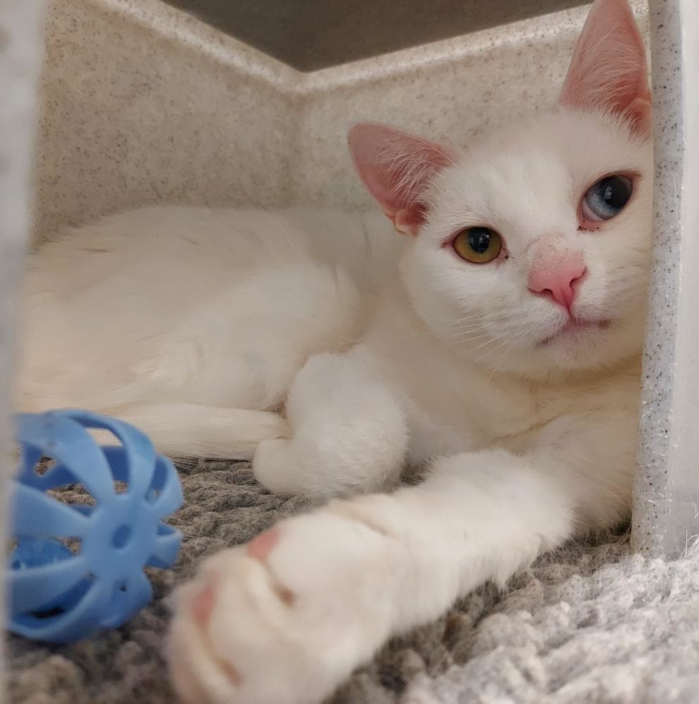 Coco — Domestic Cat