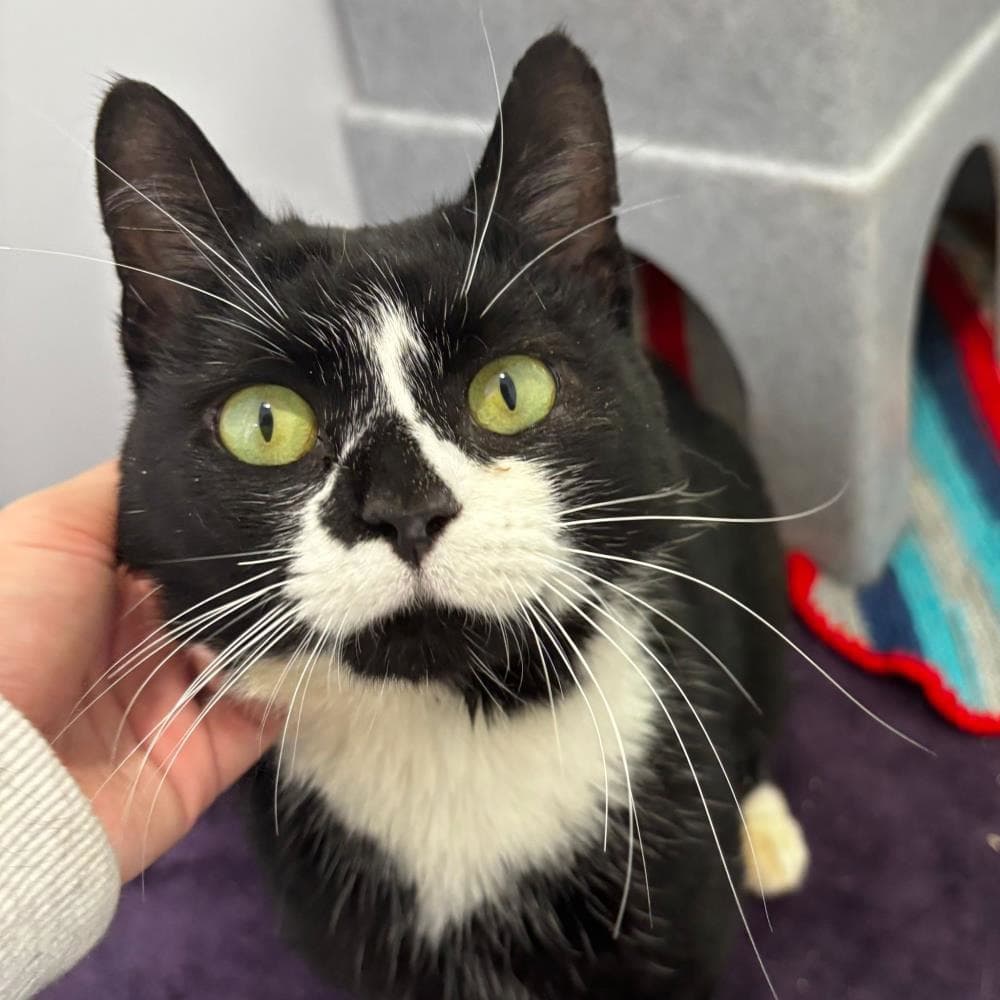 Paddy — Domestic Cat