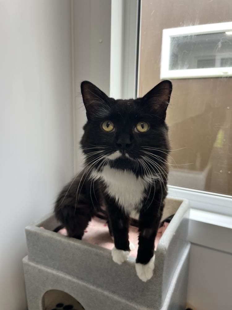 Ollie — Domestic Cat