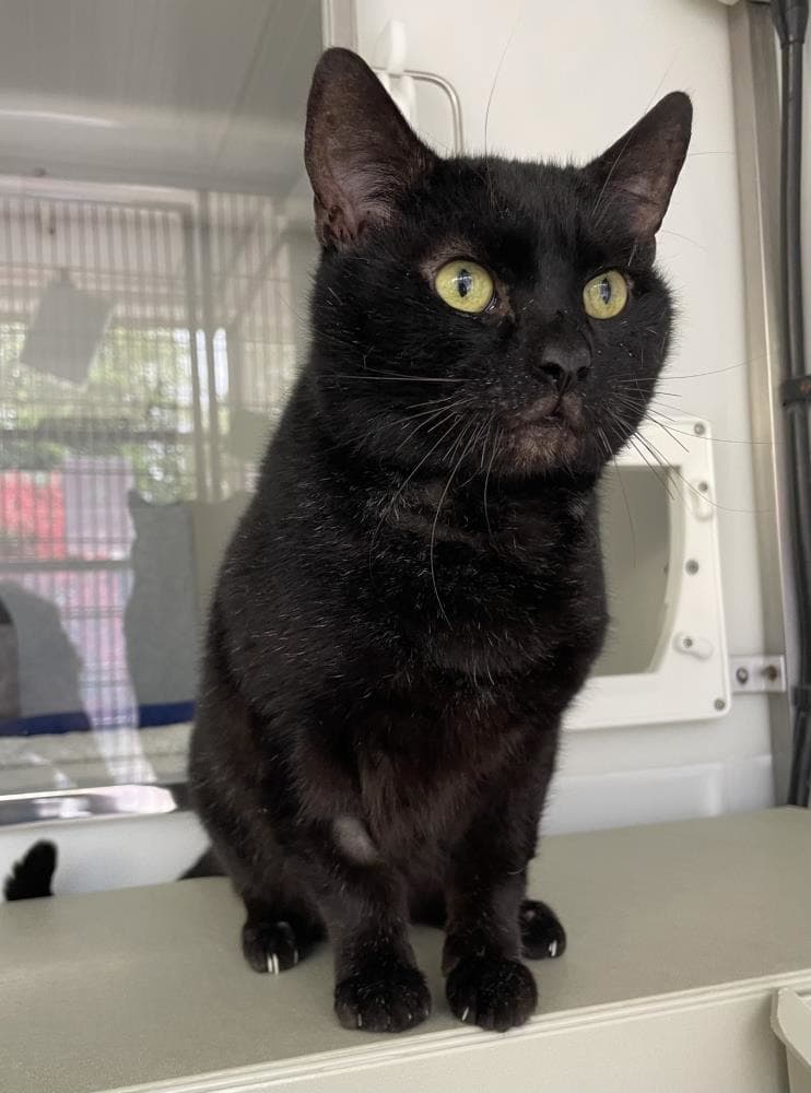 Dougal — Domestic Cat