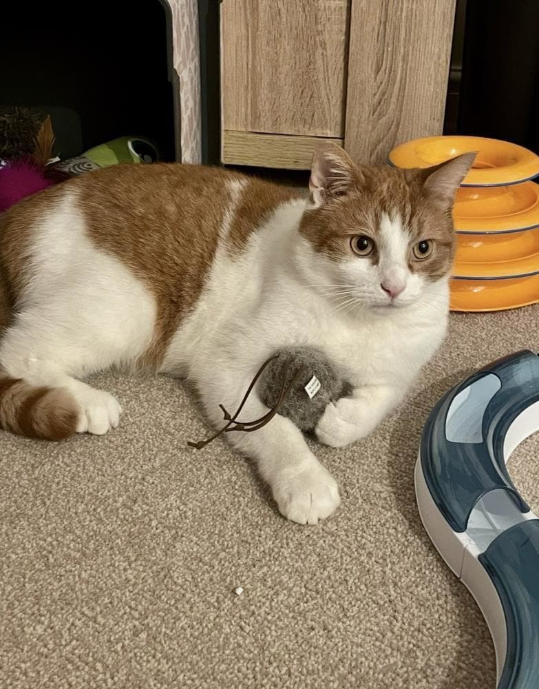 Milo — Domestic Cat