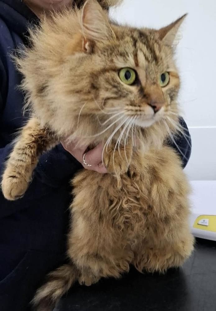 Rosie — Domestic Cat