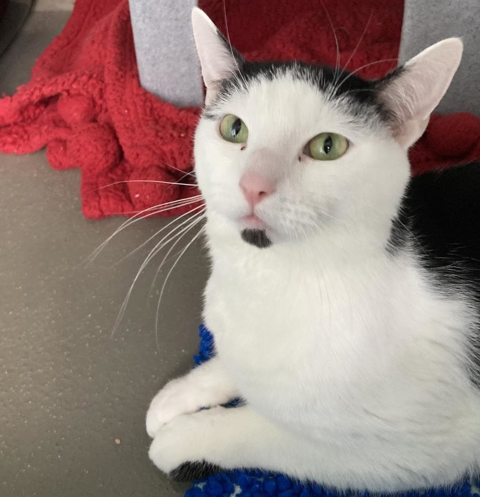 Patch — Domestic Cat