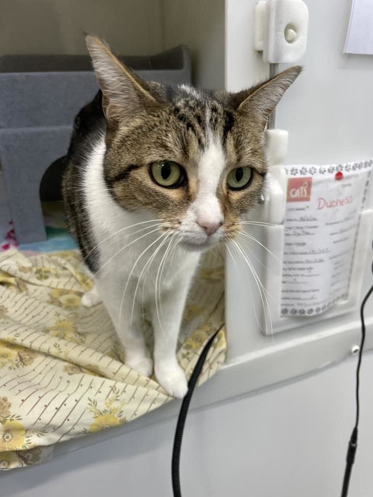 Duchess — Domestic Cat