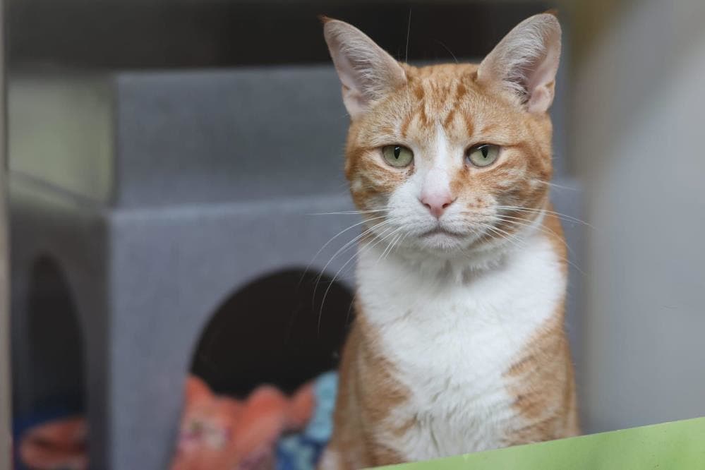 Jasmine — Domestic Cat