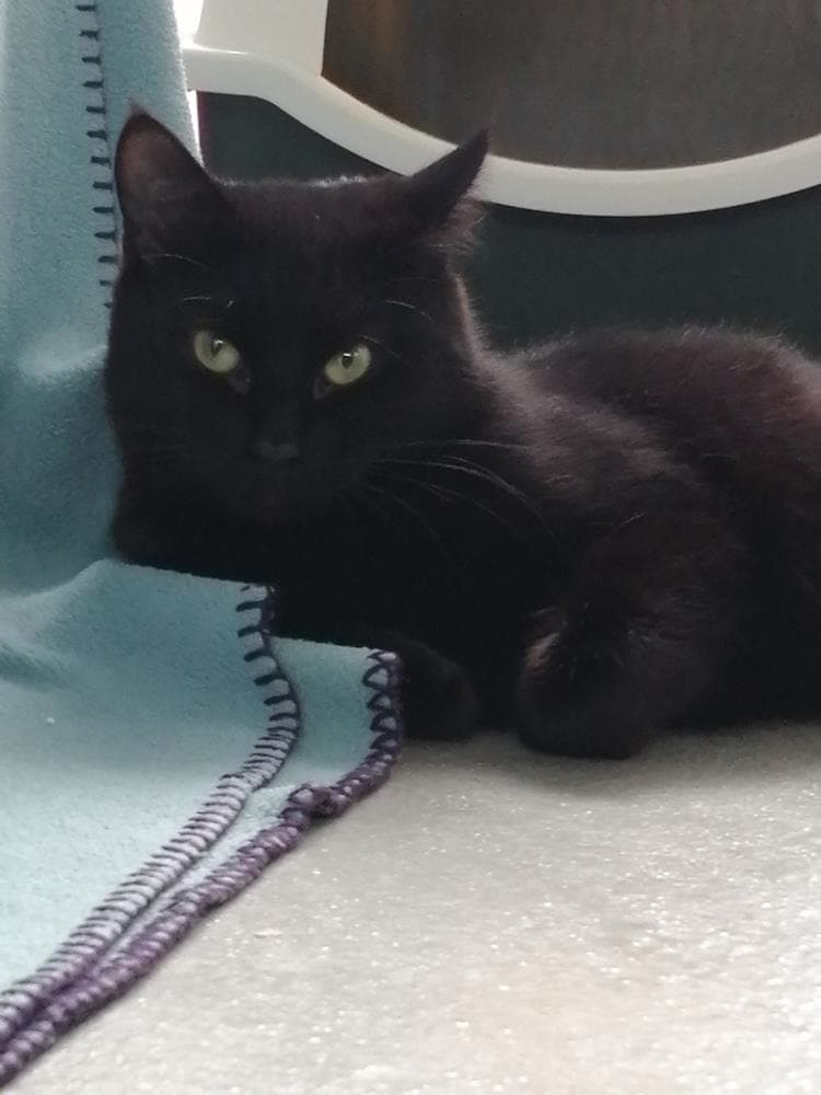 Tommy — Domestic Cat