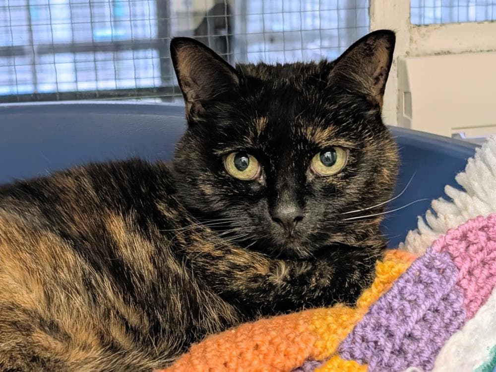 Grace — Domestic Cat