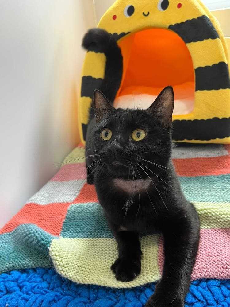 Nancy — Domestic Cat