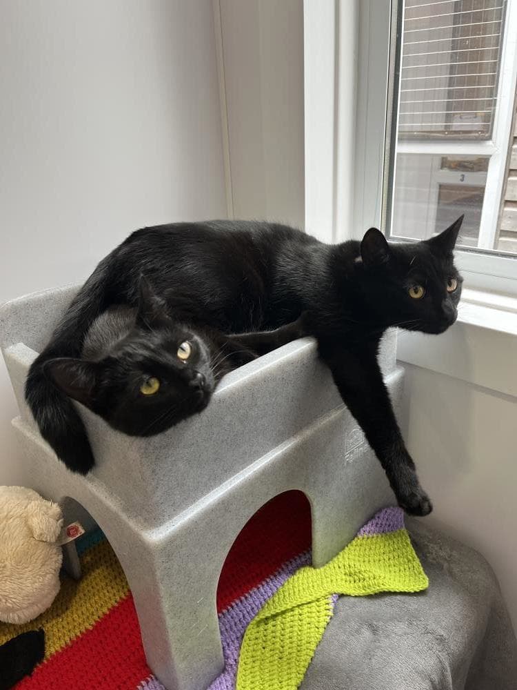 Rumi — Domestic Cat