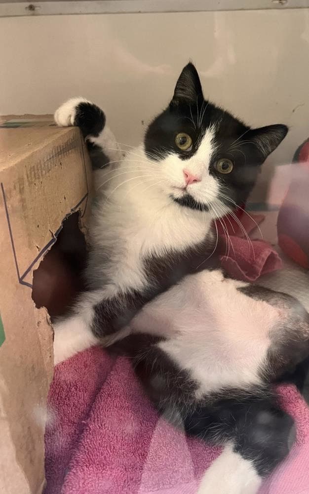 Roo — Domestic Cat