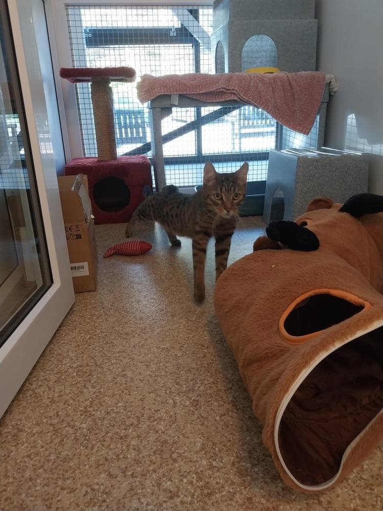 King julien — Domestic Cat