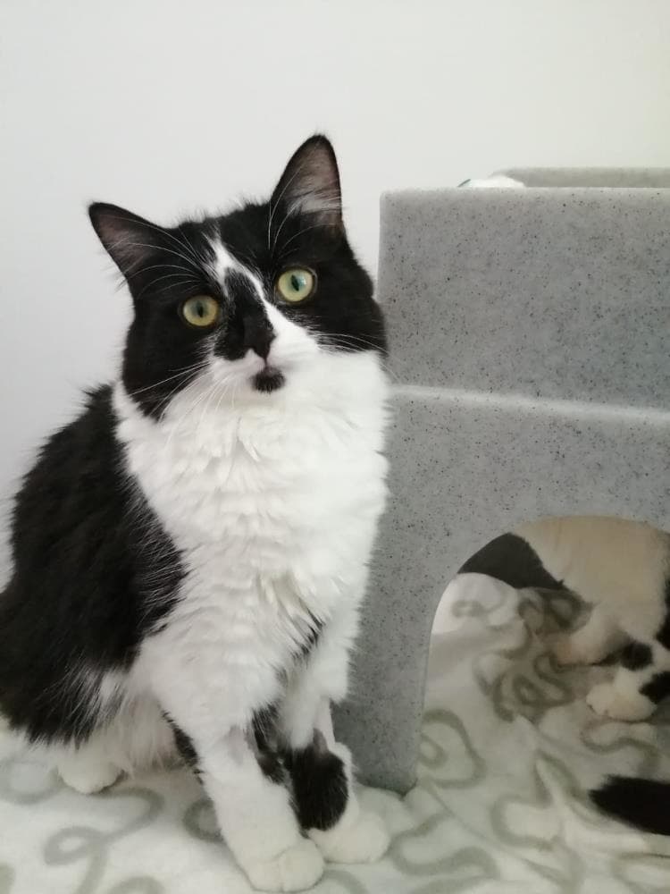 Bambi — Domestic Cat