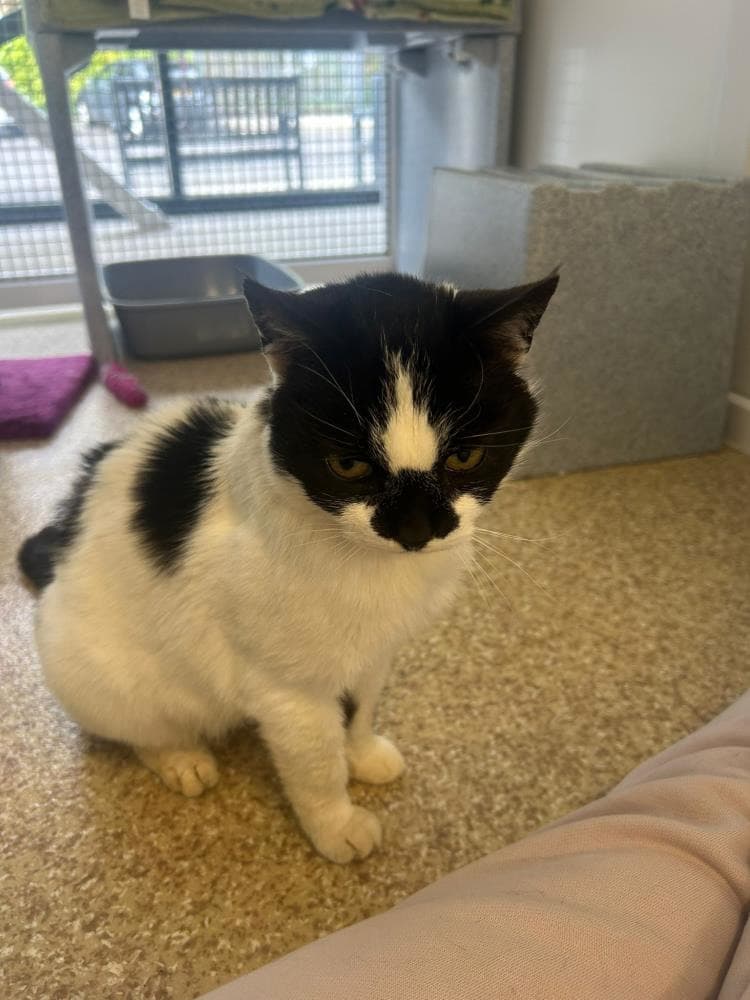 Holly — Domestic Cat