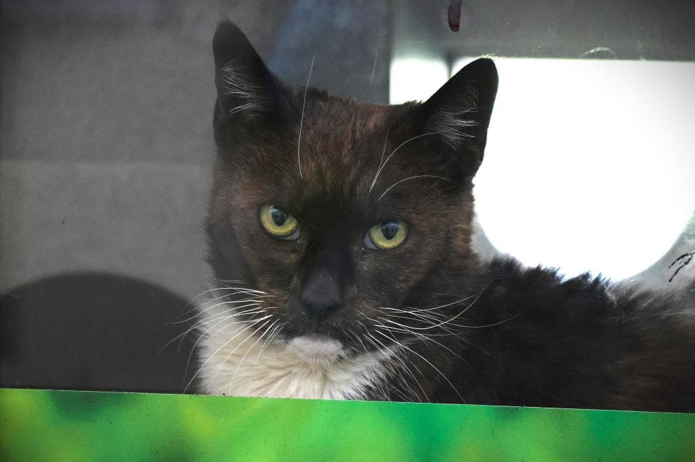 April — Domestic Cat