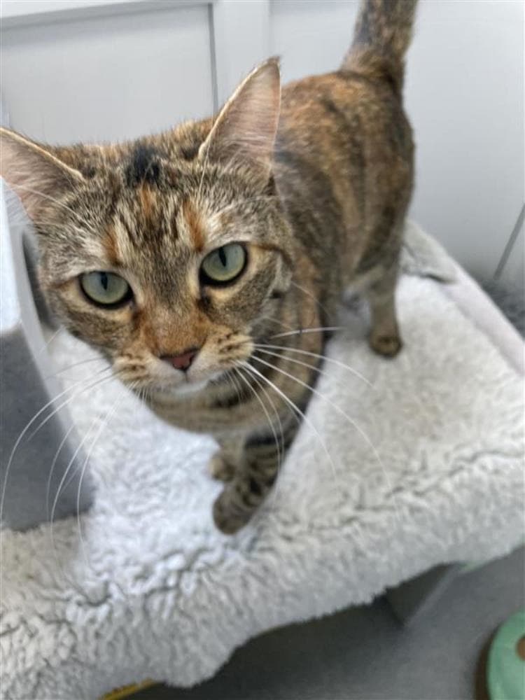 Lucie — Domestic Cat