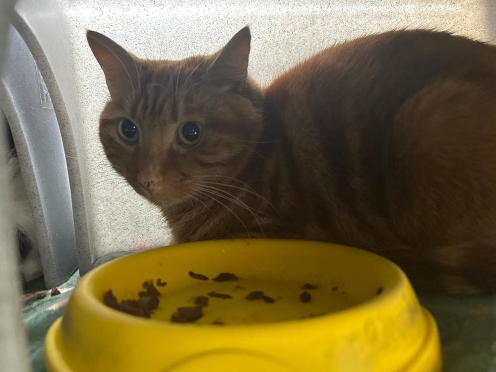 Titan — Domestic Cat