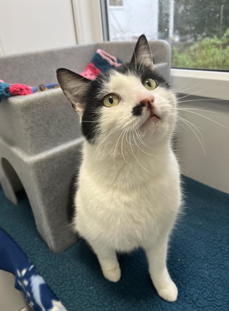 Reggie — Domestic Cat