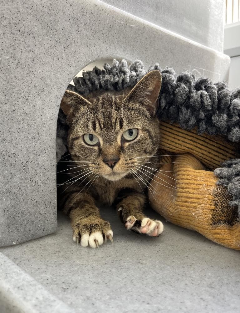 Lola — Domestic Cat